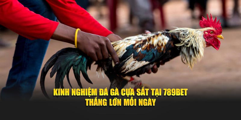 đá gà cựa sắt 789bet